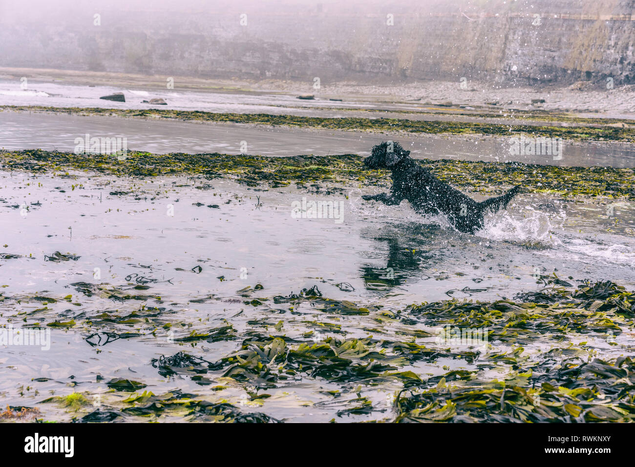 Dog splashing in seaside Stock Photo