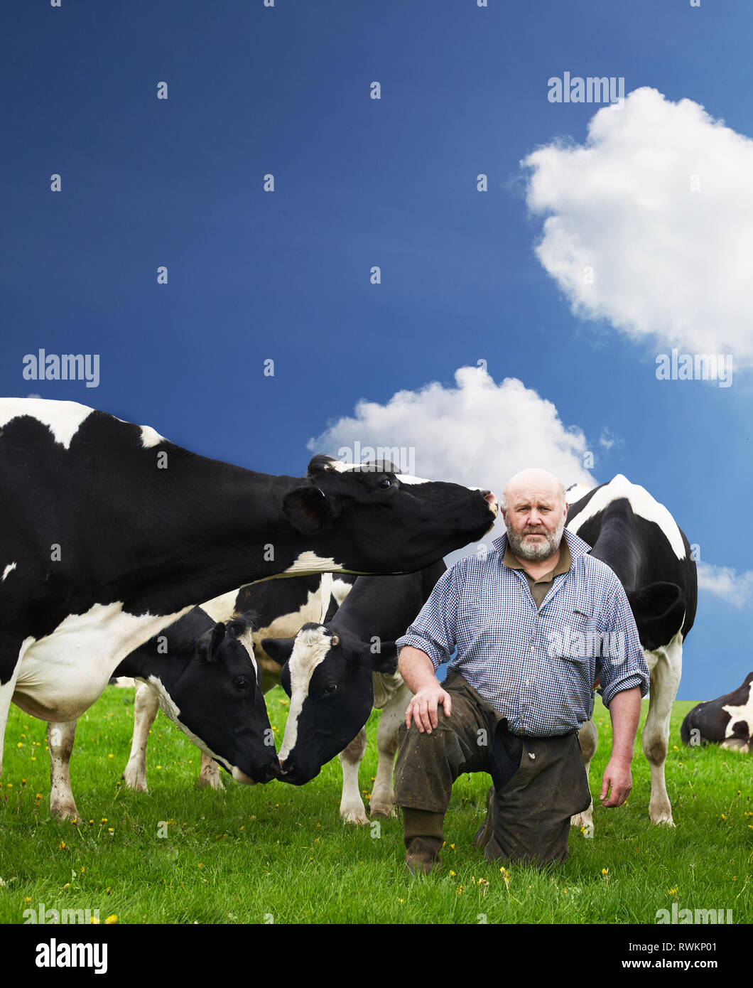 Dairy farmer with friesian cows on green field Stock Photo