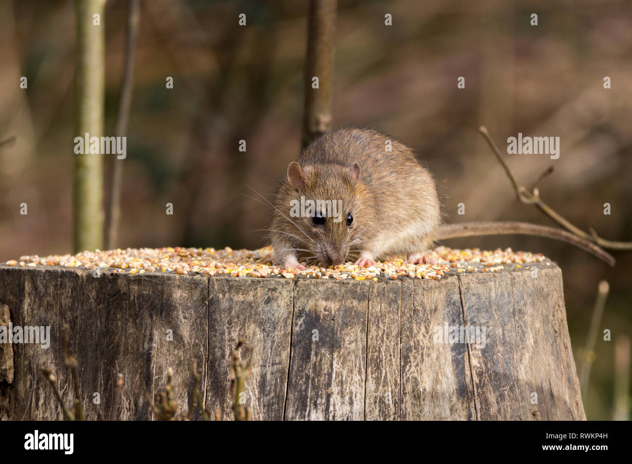 Rat brown (Rattus norvegicus) rodent thrives on waste food and refuse from humans. Here visiting bird feeding station for seed scattered on tree stump Stock Photo