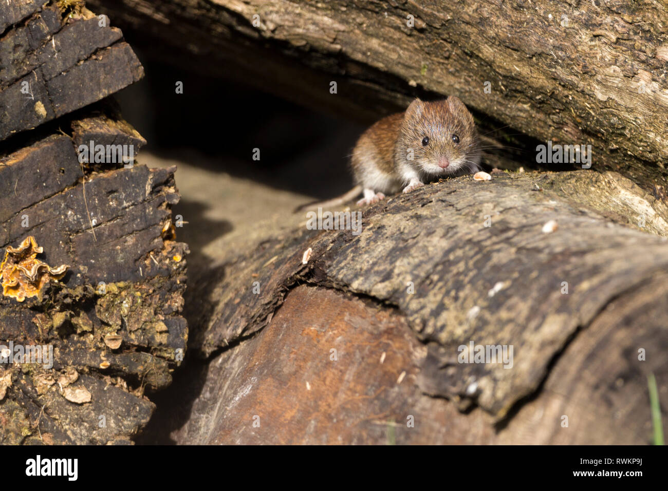 Vole bank (Myodes glareolus) red brown fur upper and creamy white underside small furry ears blunt nose short legs and tail. Small beady black eyes. Stock Photo