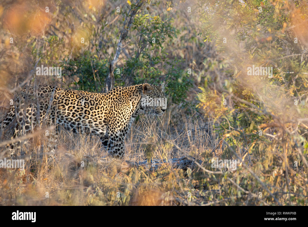 African leopard hunting stalking hires stock photography and images