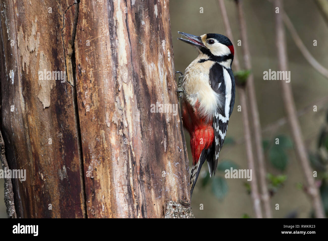 Woodpecker greater spotted male (Dendrocopos major) black and white with red crimson under tail and behind head on males. White spots on folded wings. Stock Photo