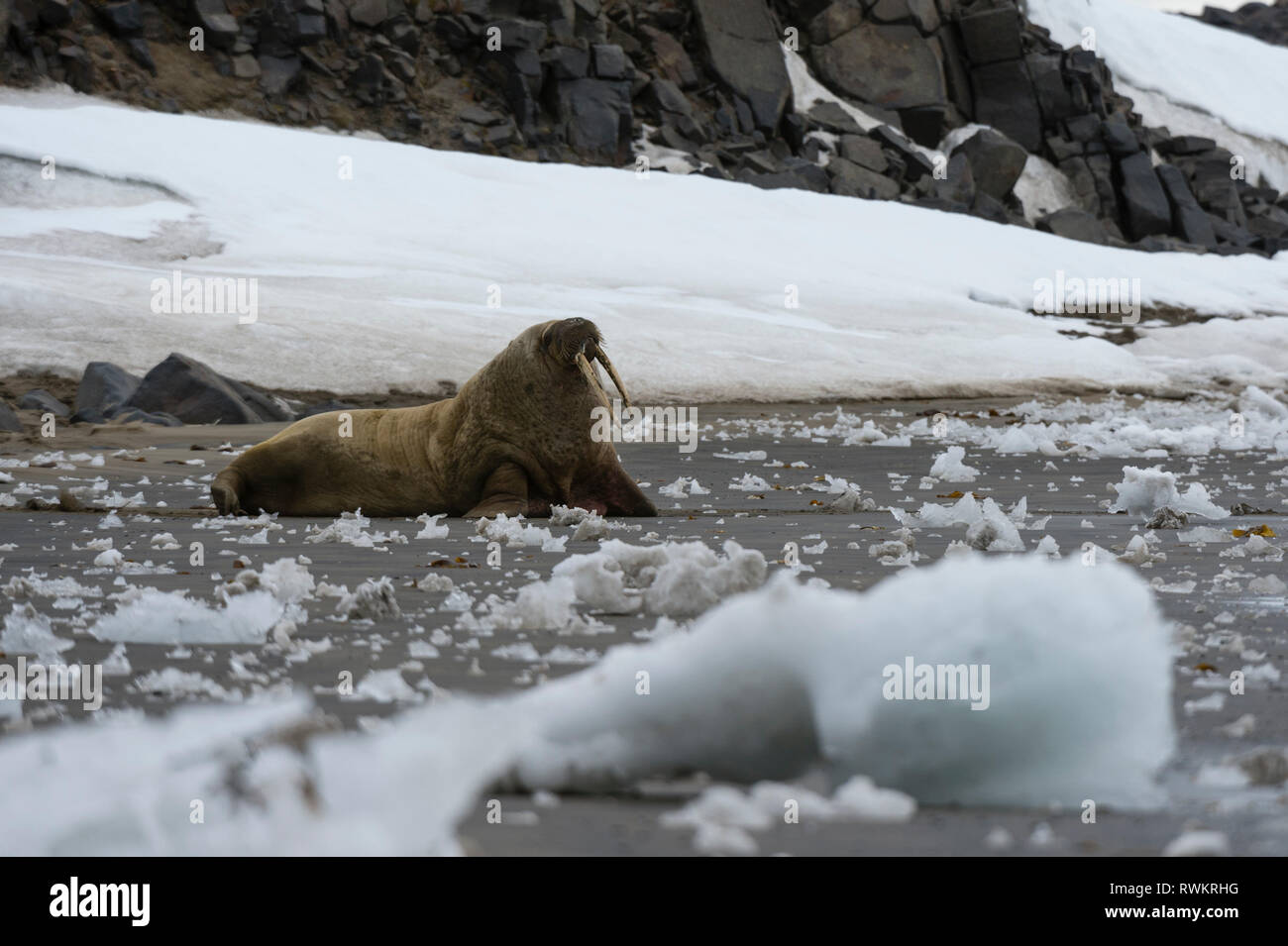 Atlantic walrus (Odobenus rosmarus) on Edgeoya Island, Svalbard, Norway Stock Photo