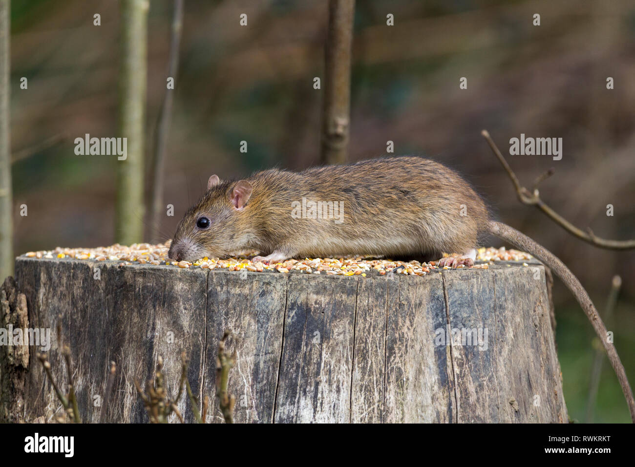 Rat brown (Rattus norvegicus) rodent thrives on waste food and refuse from humans. Here visiting bird feeding station for seed scattered on tree stump Stock Photo