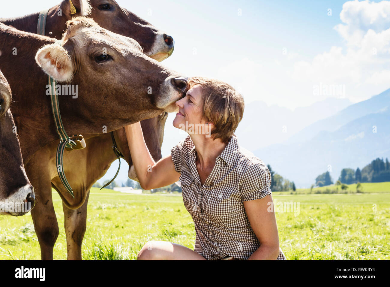 Woman bonding with herd of cows on field, Sonthofen, Bayern, Germany Stock Photo