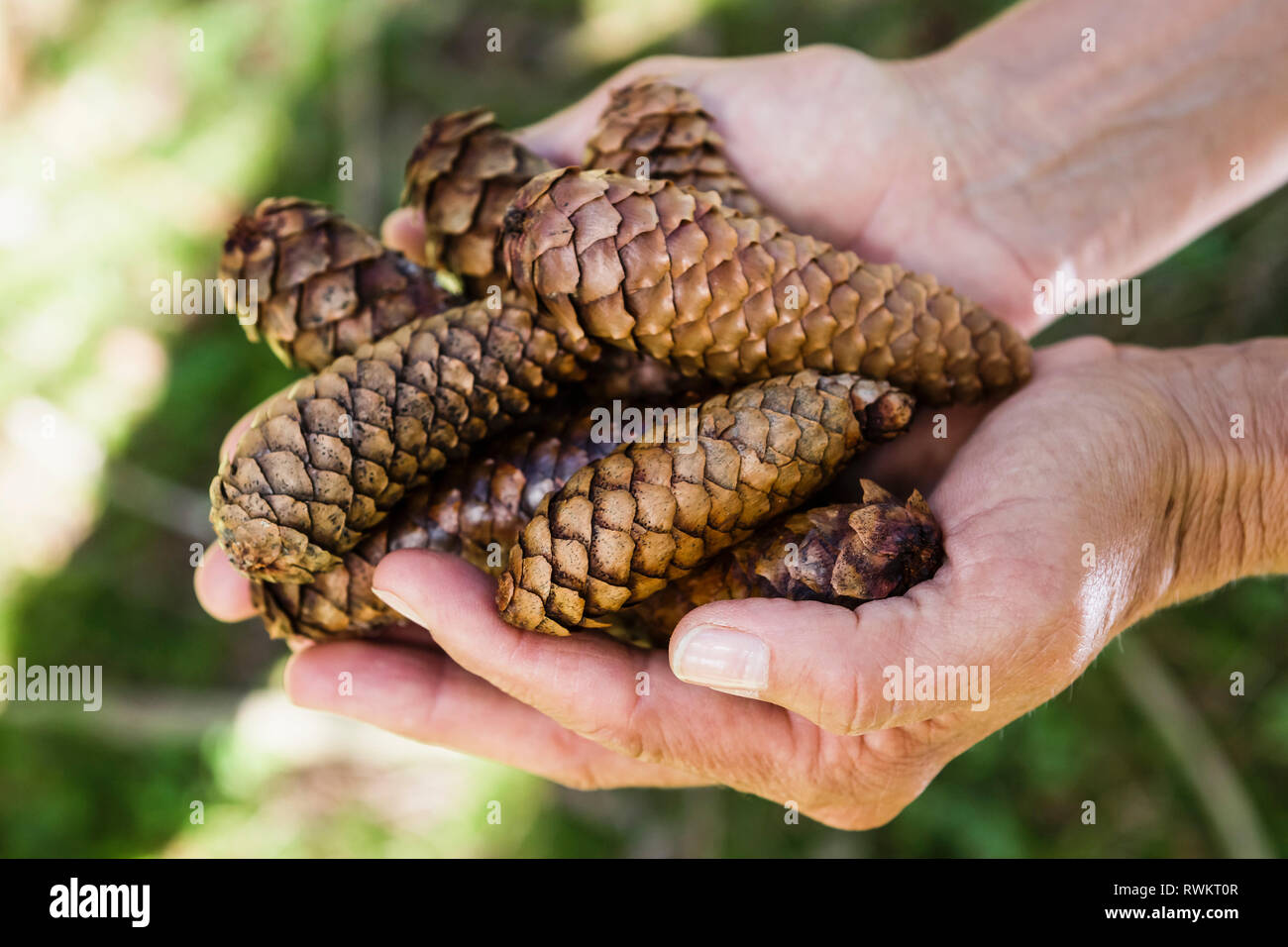 Handful of pine cones Stock Photo