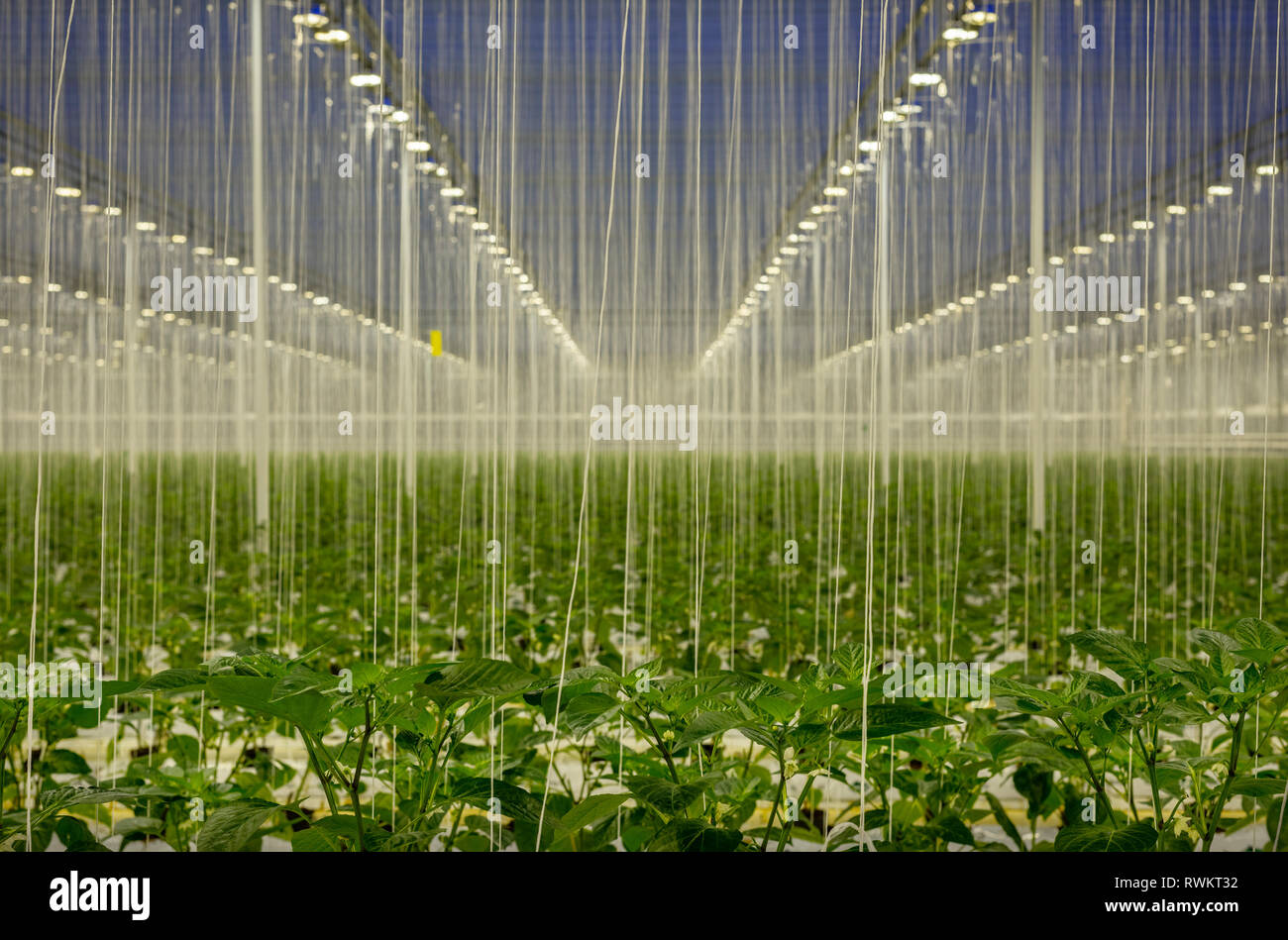 Growing bell peppers in modern dutch greenhouse, Zevenbergen, Noord-Brabant, Netherlands Stock Photo