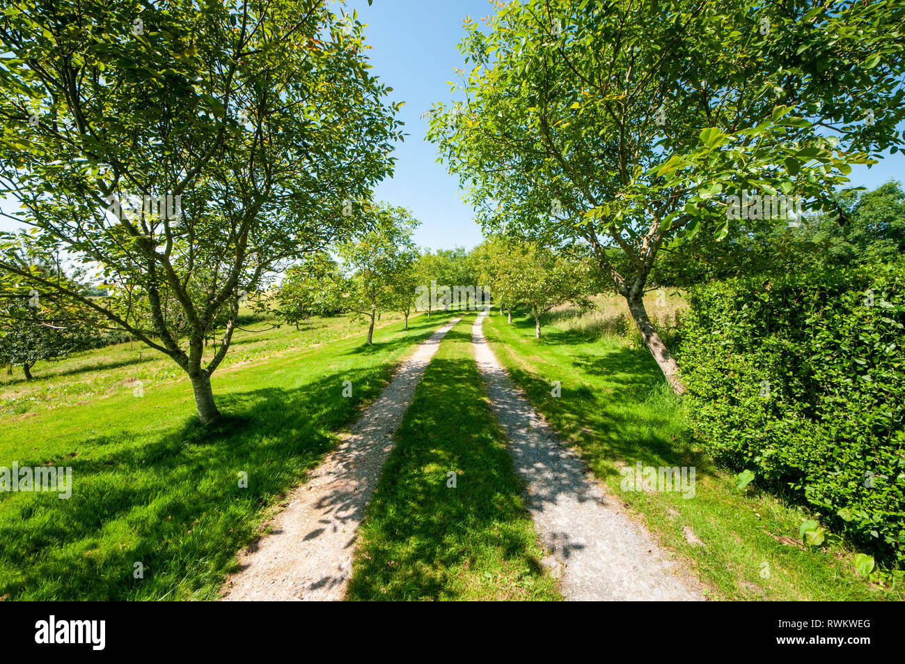 Rural Tree-lined track in South East Cornwall Stock Photo