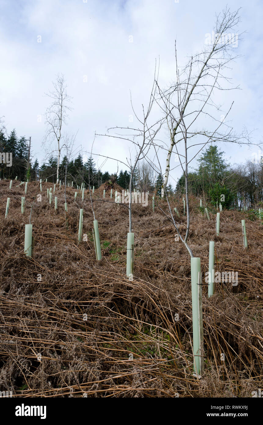 Reforestation planting of woodland part of National Trust Knightshayes Court, Tiverton, Devon UK Stock Photo