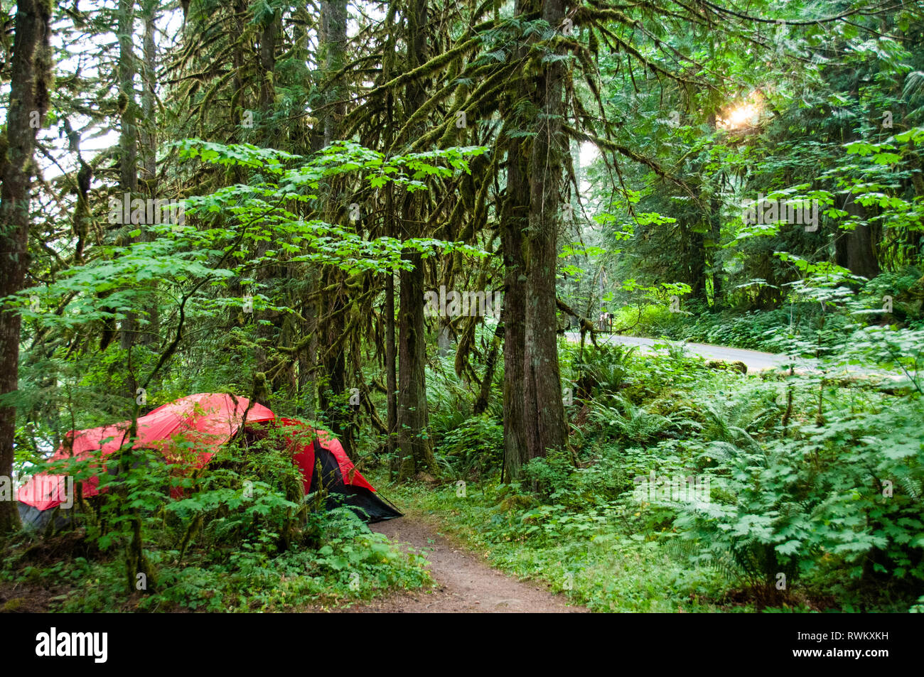 Camping at Douglas Fir Campsite, Mount Baker National Forest, Washington State, USA Stock Photo
