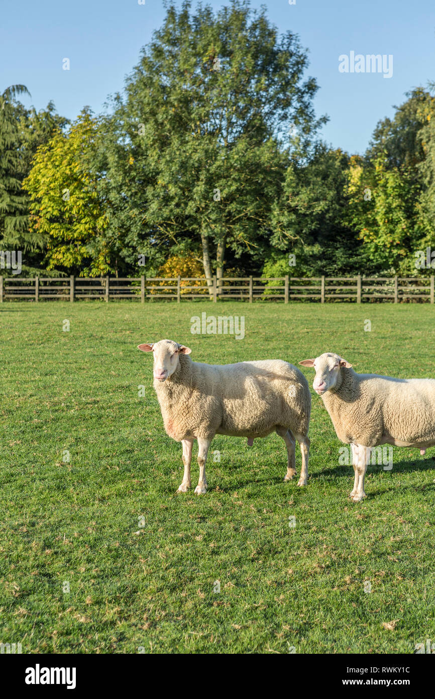 Two sheep standing together in a green farm field Stock Photo