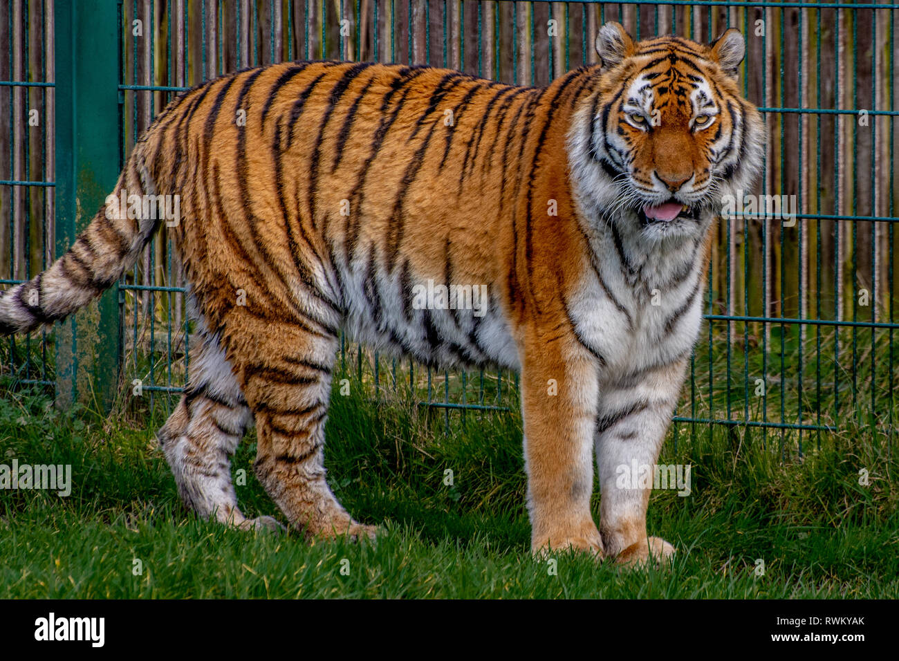 Big Tiger Stock Photo