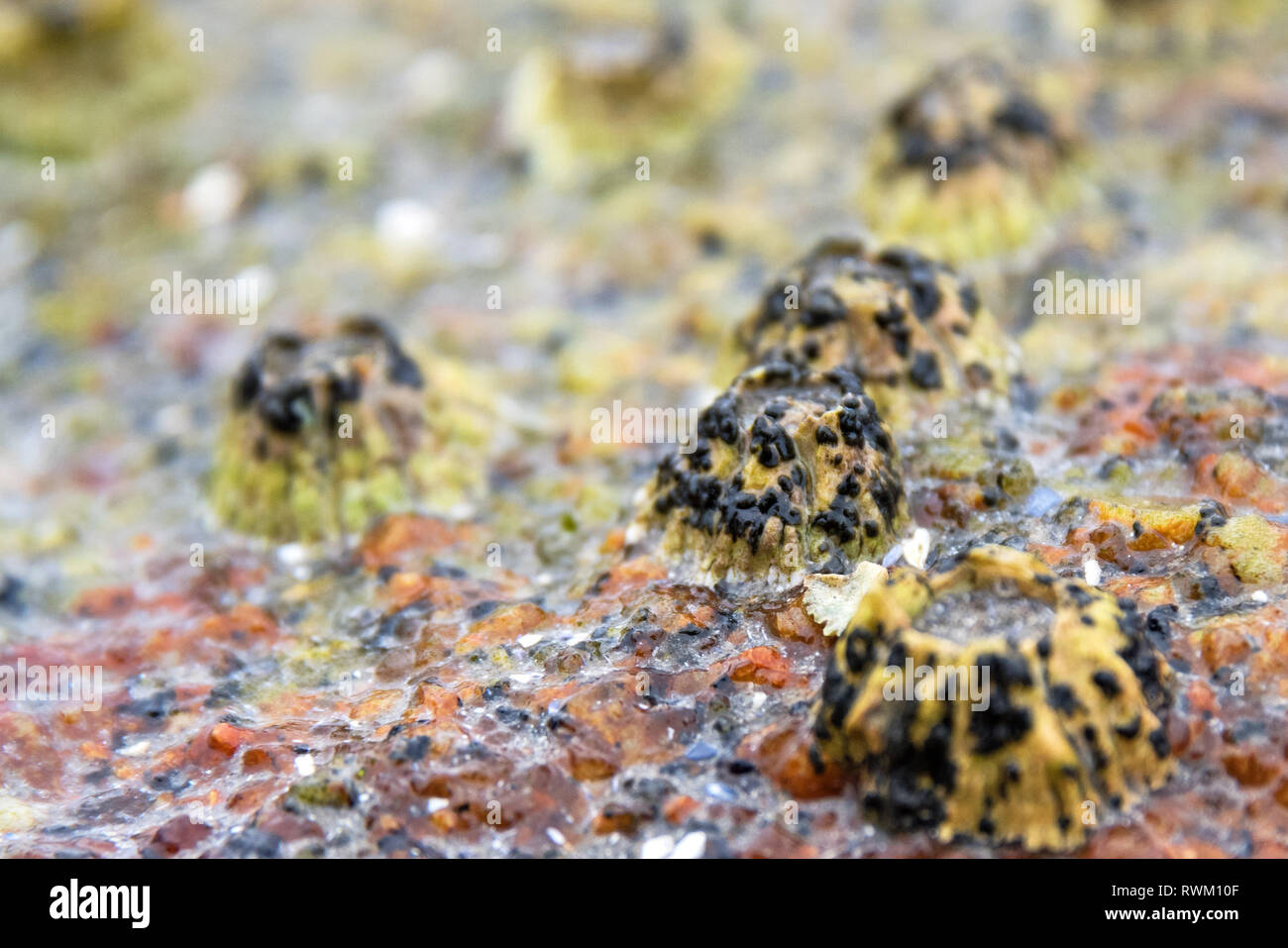 Northern Rock barnacle (Semibalanus balanoides) with embryonic sporophytes of an unidentified marine algae Stock Photo