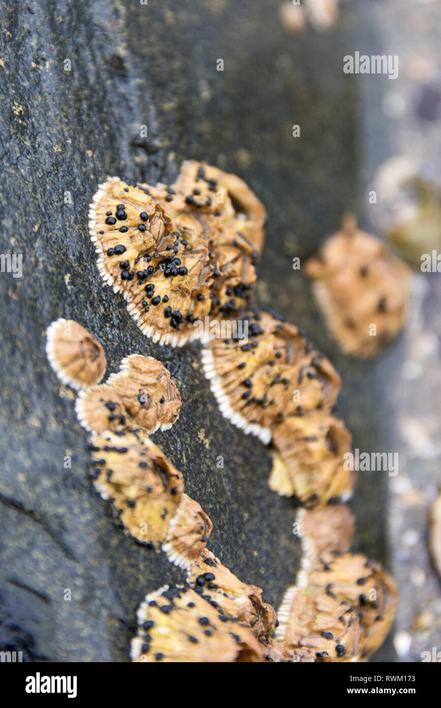 Northern Rock barnacle (Semibalanus balanoides) with embryonic sporophytes of an unidentified marine algae Stock Photo