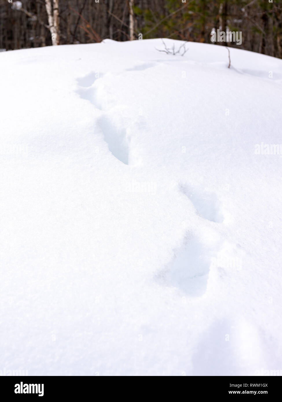 Traces of marten on white snow in the forest. Deep fresh snow in the winter forest Stock Photo