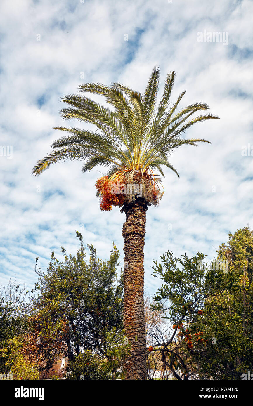 Majestic tall palm tree against a cloudy blue sky background. View from below. Stock Photo
