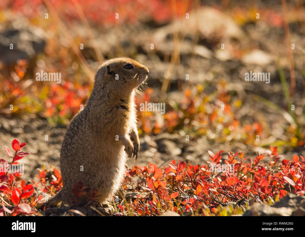Mouse rodent standing hires stock photography and images Alamy