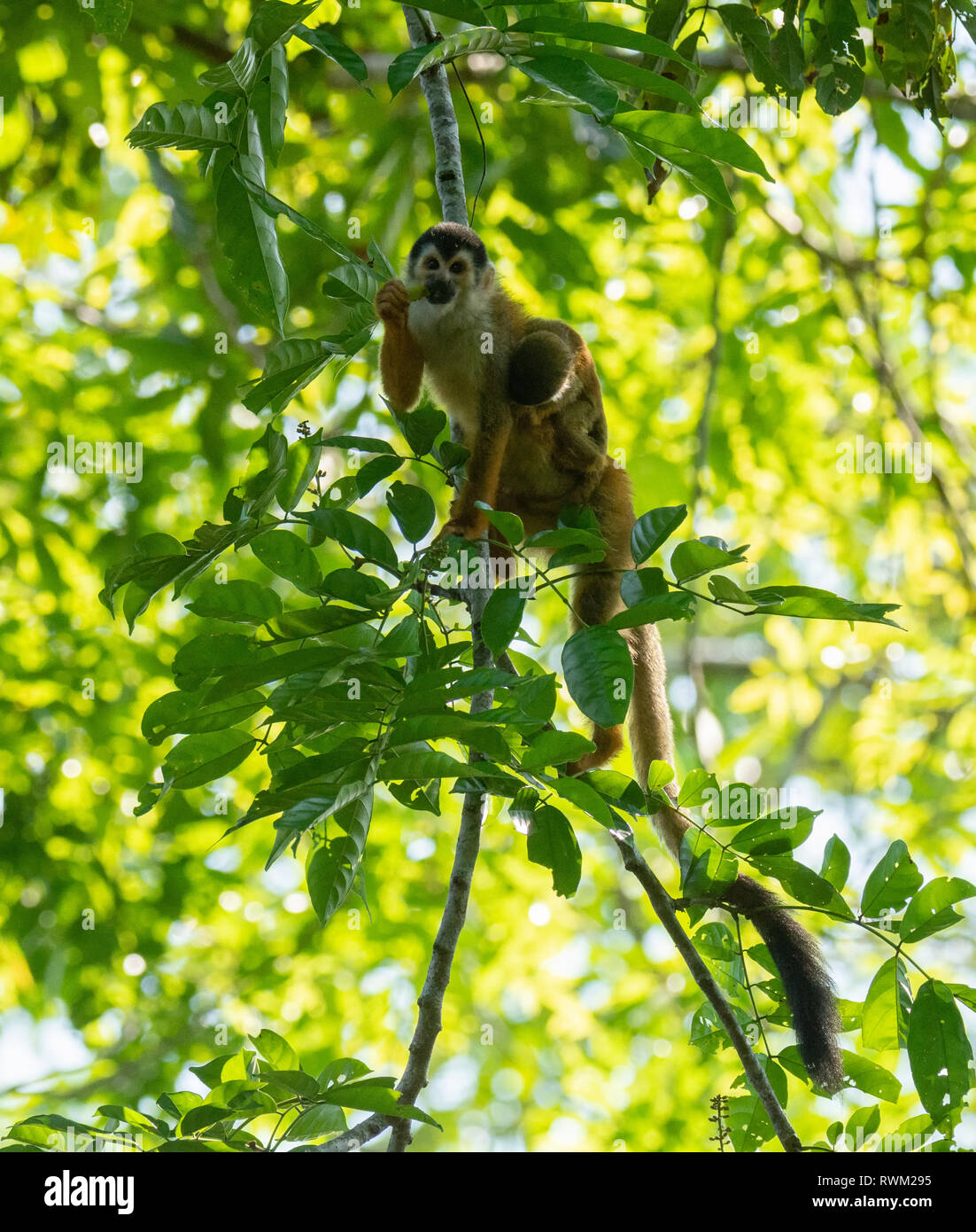 Spider Monkey mom with baby eating leaf Stock Photo