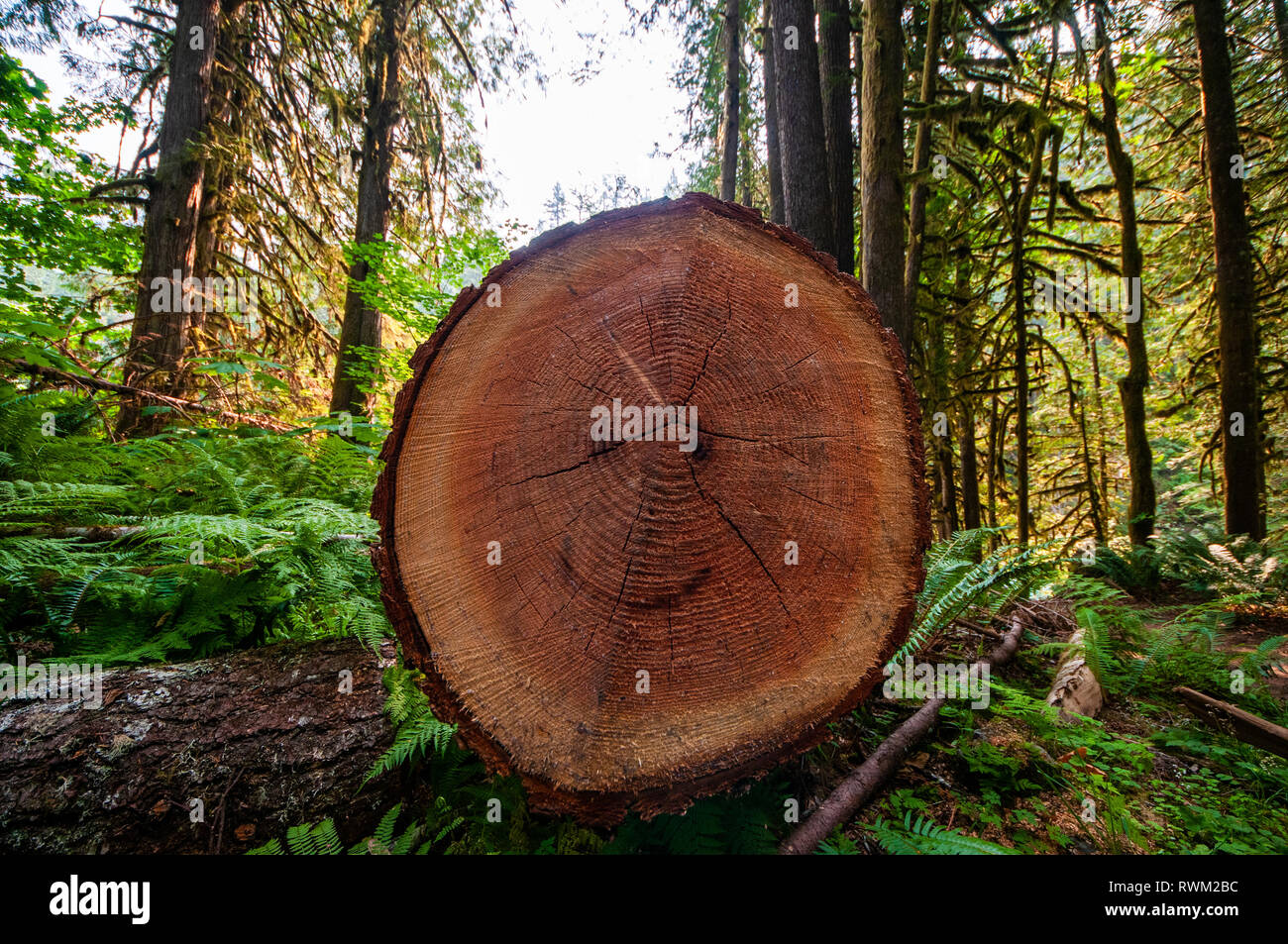 Mount Baker National Forest, Washington State, USA Stock Photo