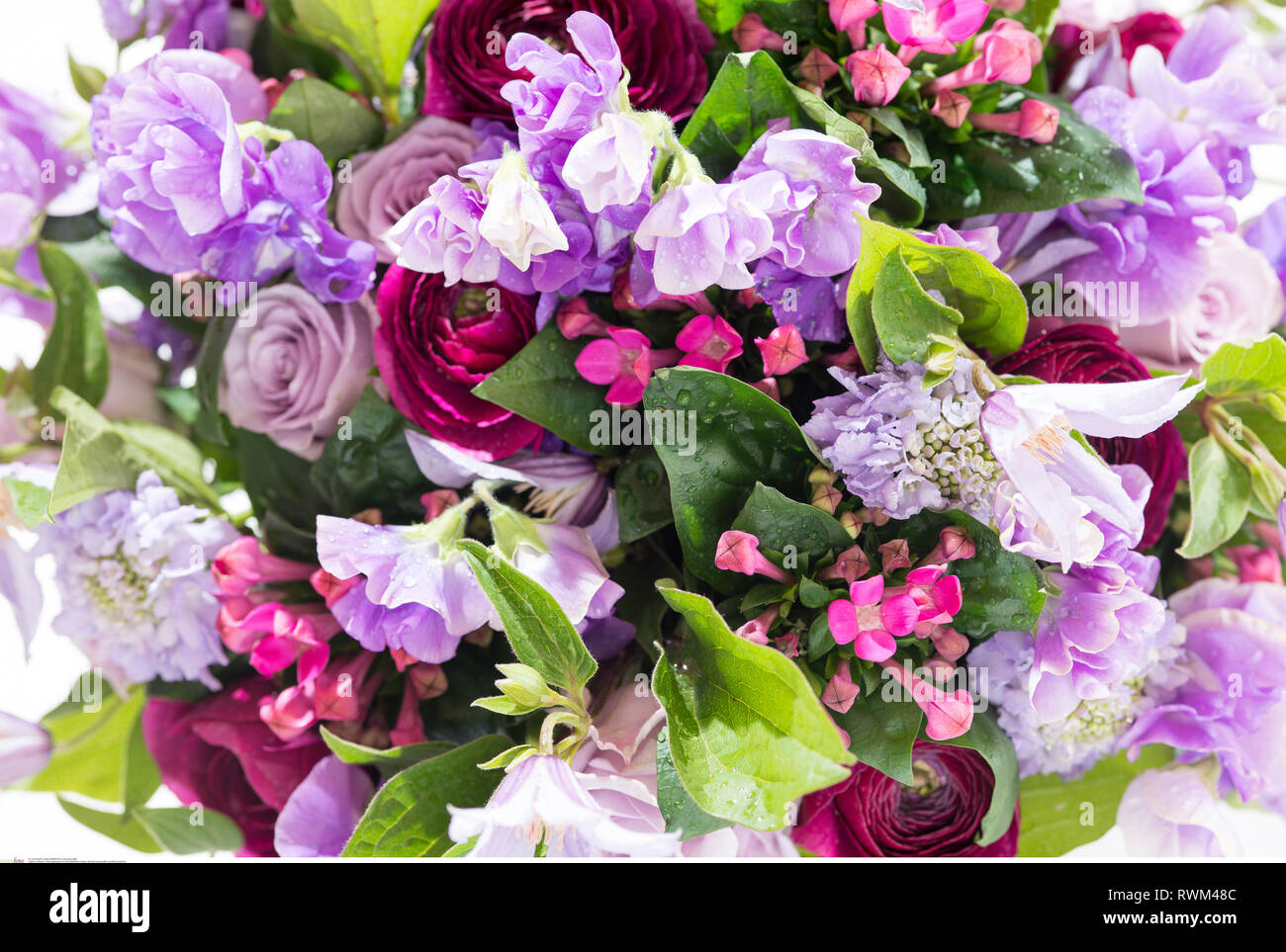 botany, spring bouquet with clematis blossoms, Caution!For Greetingcard-Use/Postcard-Use In German Speaking Countries Certain Restrictions May Apply Stock Photo