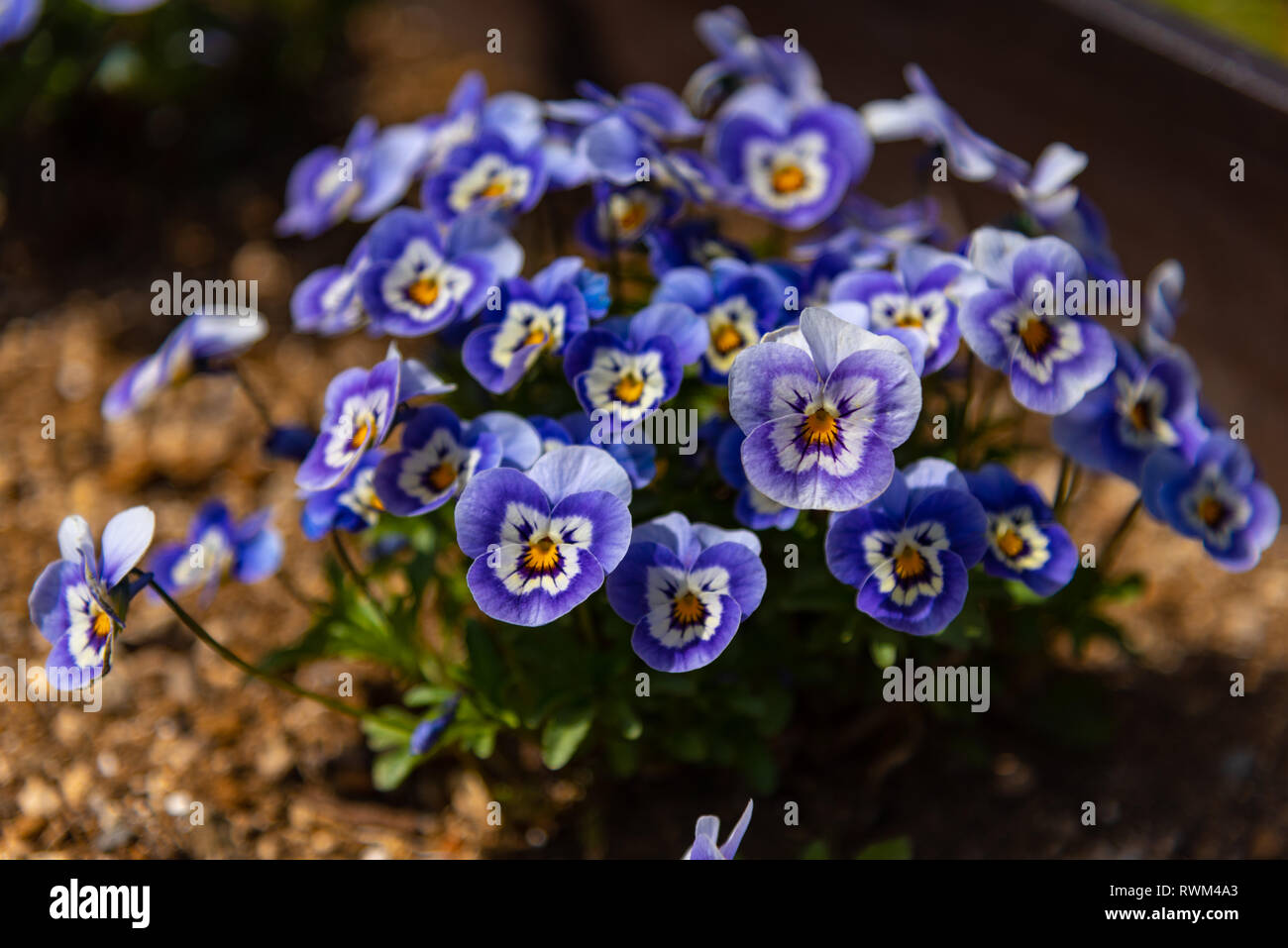 Purple, white and yellow Viola tricolor Pansy ( heartsease, heart's ease, heart's delight, or tickle-my-fancyis). a common European wild spring flower Stock Photo