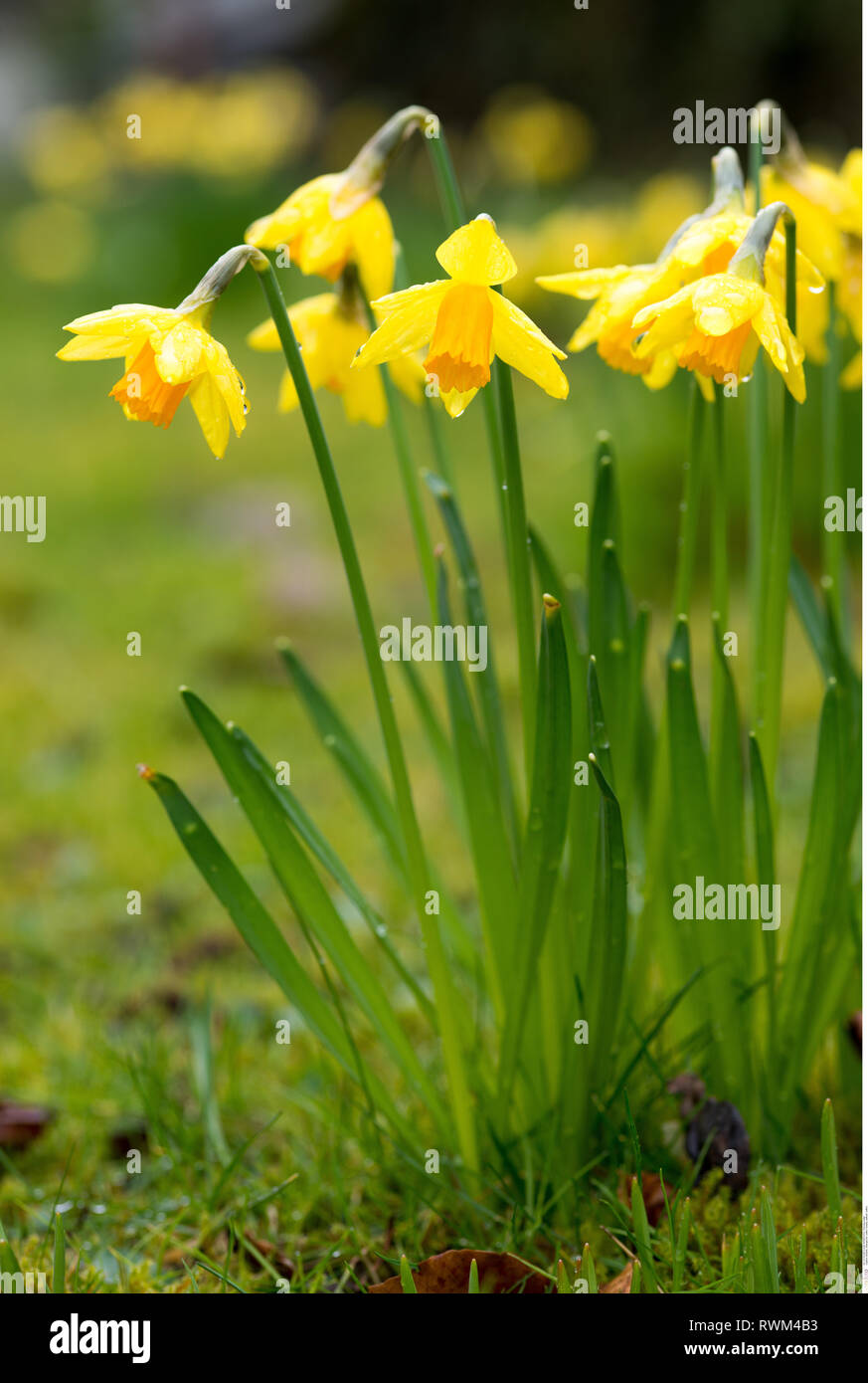 Jetfire daffodils hires stock photography and images Alamy
