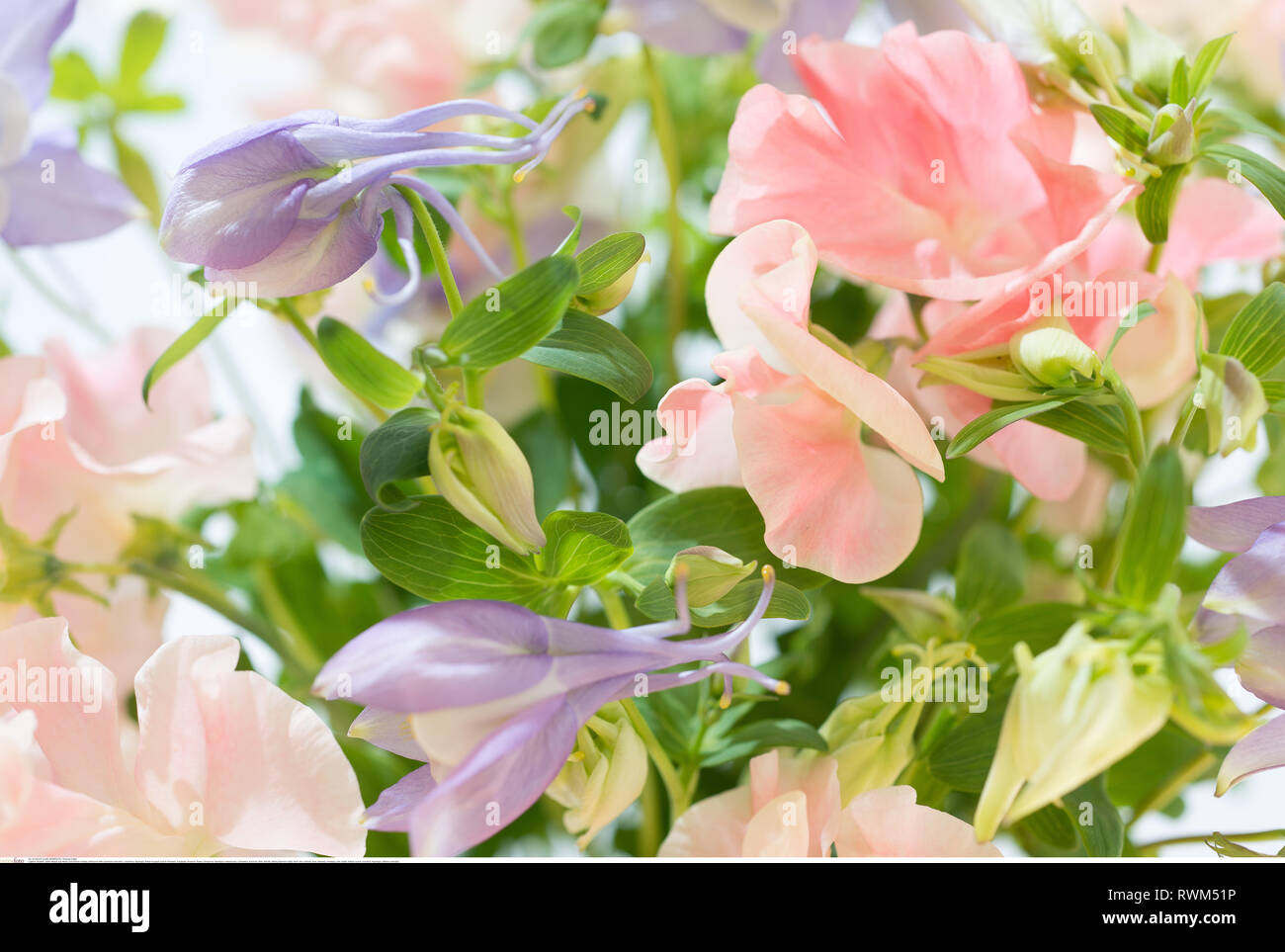 botany, soft bunch with columbine and vetch, Caution! For Greetingcard-Use / Postcard-Use In German Speaking Countries Certain Restrictions May Apply Stock Photo