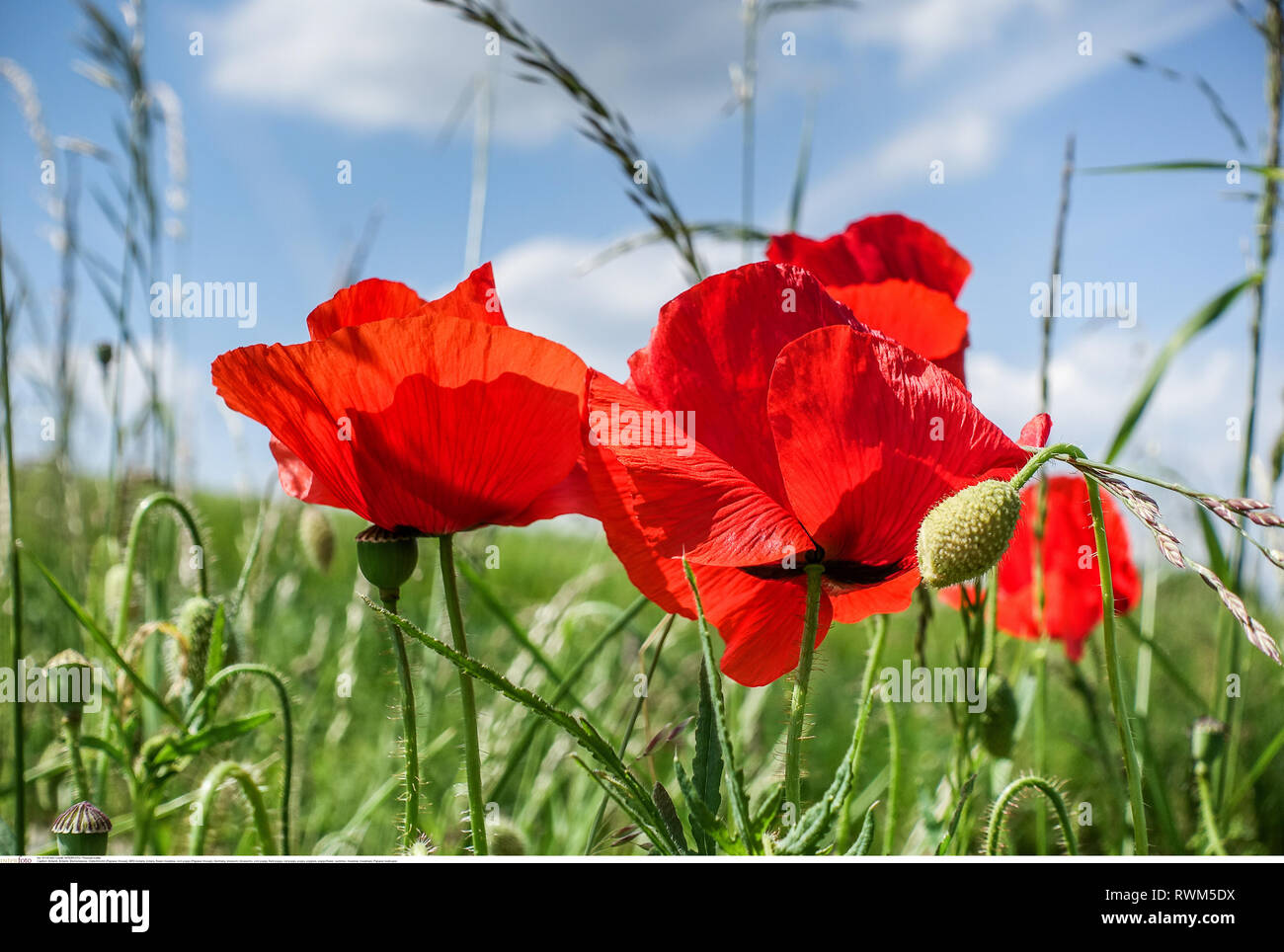 botany, botany, flower meadow, corn poppy (P, Caution! For Greetingcard-Use / Postcard-Use In German Speaking Countries Certain Restrictions May Apply Stock Photo
