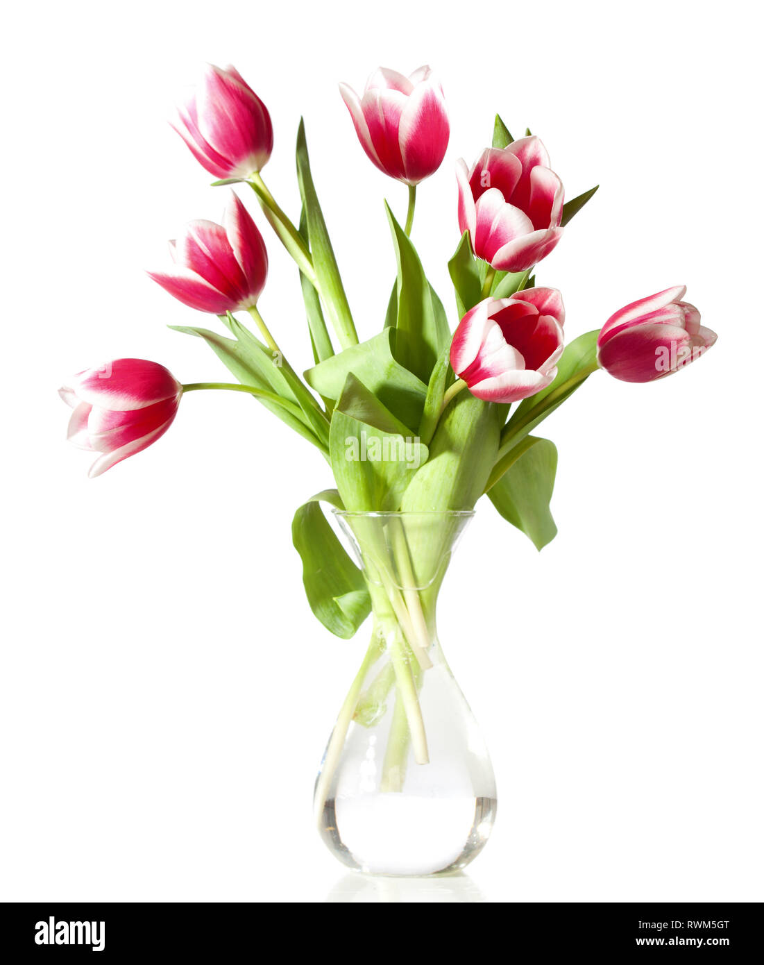 pink and white tulips in the transparent vase isolated on white Stock ...