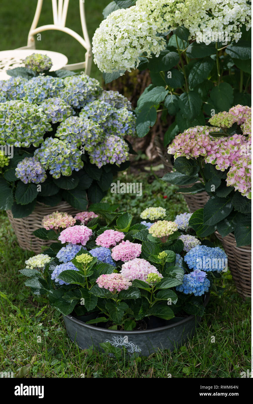 botany, arrangement of hydrangea, Caution! For Greetingcard-Use / Postcard-Use In German Speaking Countries Certain Restrictions May Apply Stock Photo