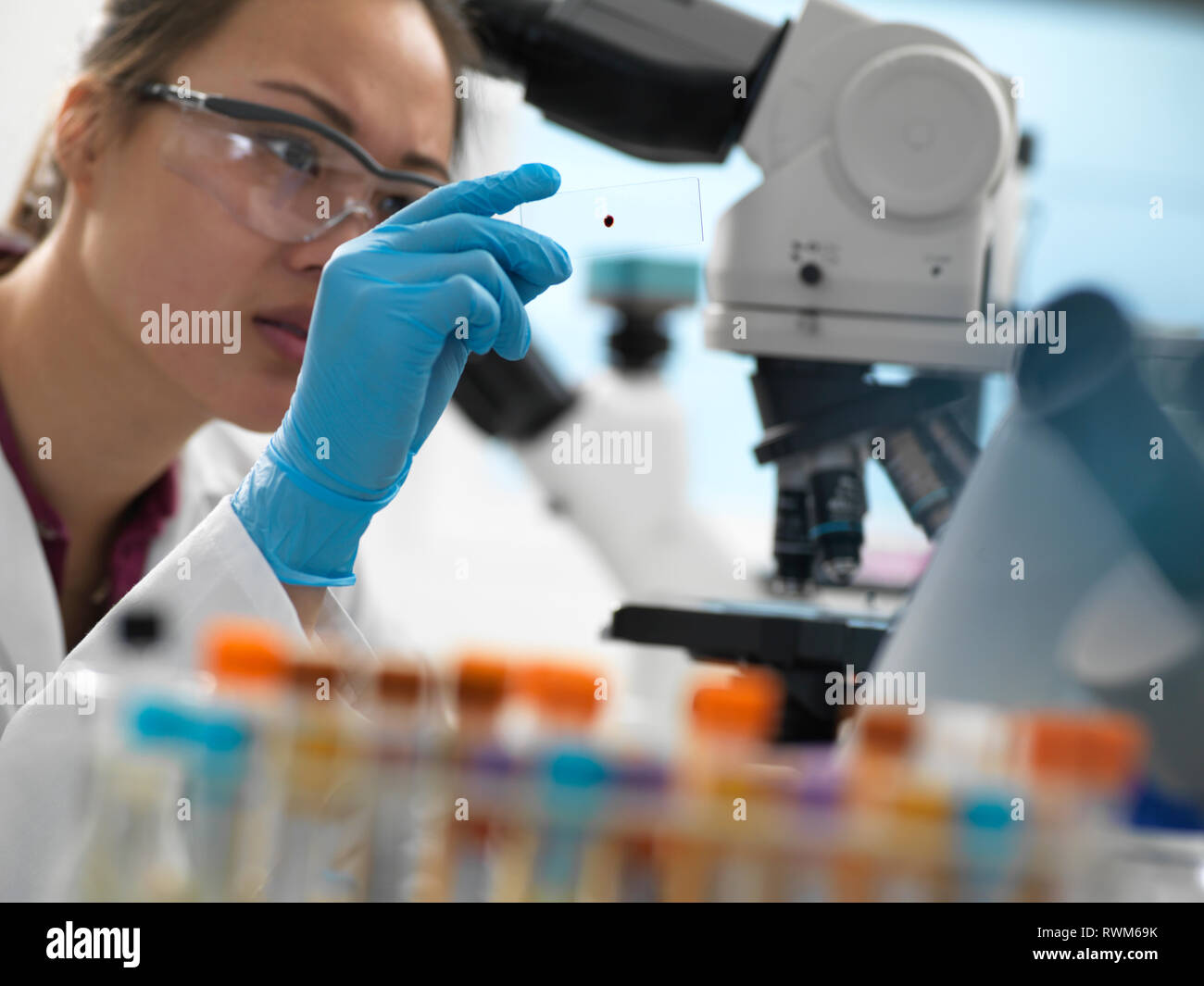 Scientist viewing human sample on glass slide before placing under microscope in laboratory Stock Photo