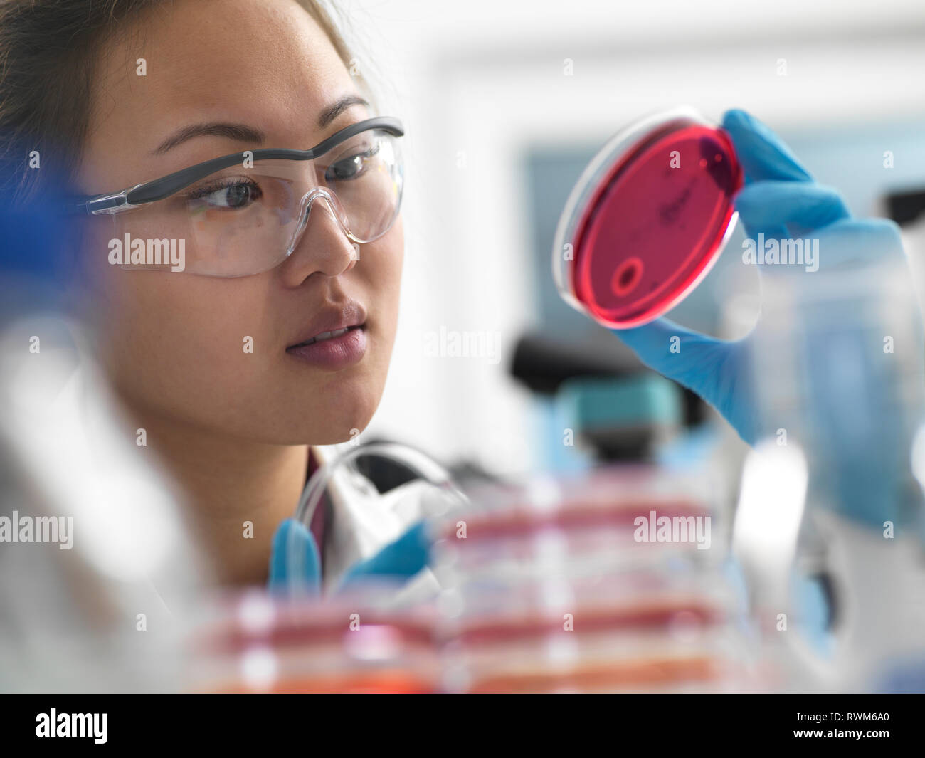 Scientist examining microbiological cultures in petri dishes in laboratory Stock Photo