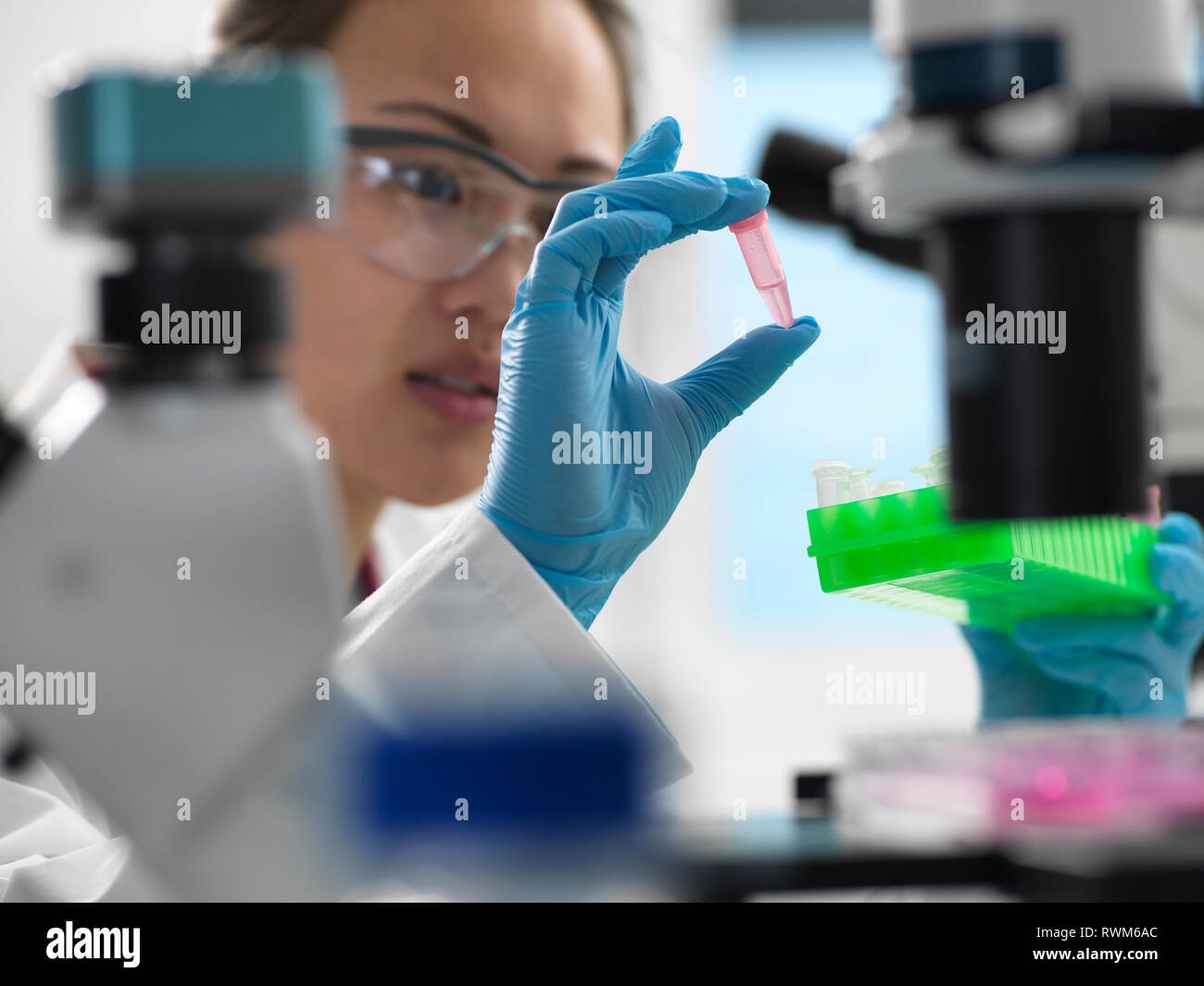 Scientist preparing sample for genetic testing in laboratory Stock Photo