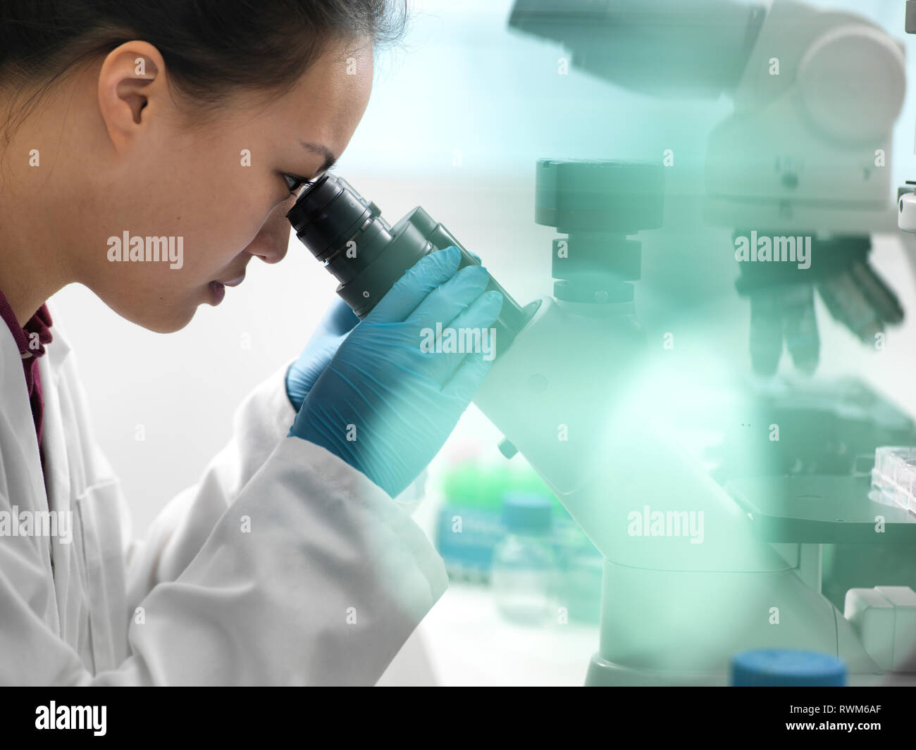 Scientist viewing sample through microscope during experiment in laboratory Stock Photo