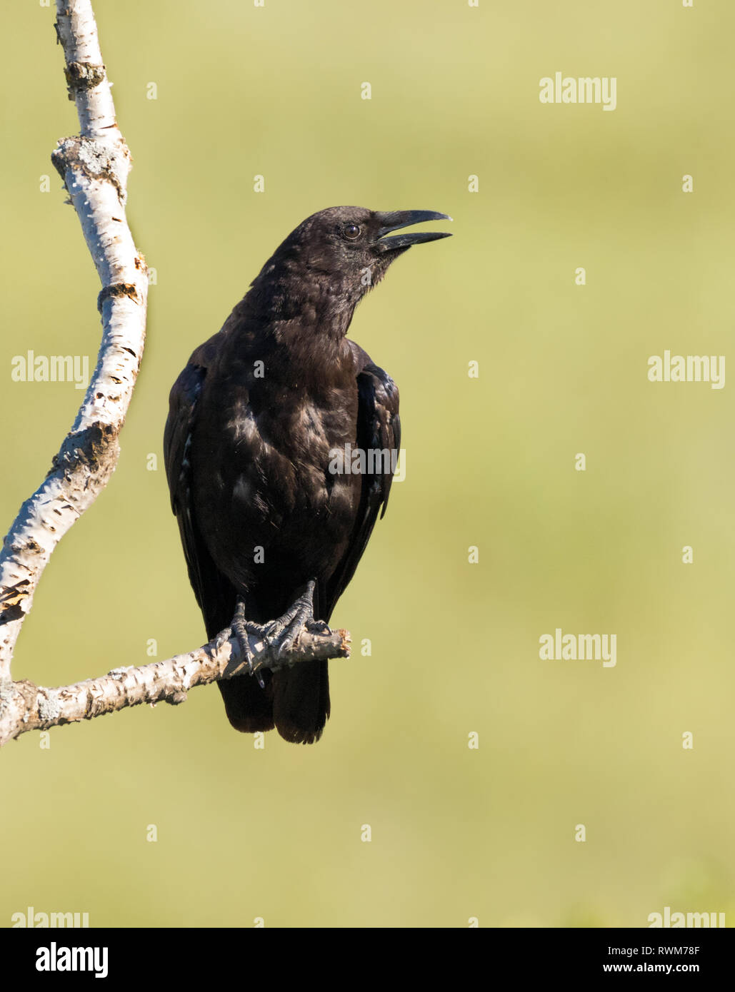 An American Crow, Corvus brachyrhynchos perched by the river in Saskatoon, Saskatchewan Stock Photo