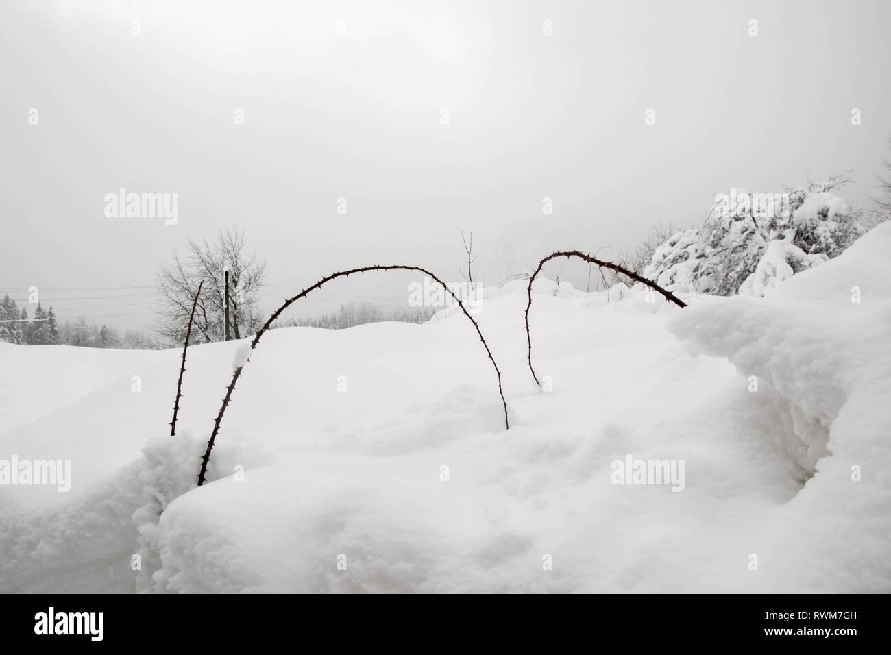 A branch of thorns in snow winter, snowfield, cold winter landscape with  plants, beautiful nature, bushes covered in snow in snowfield, cold weather  Stock Photo - Alamy