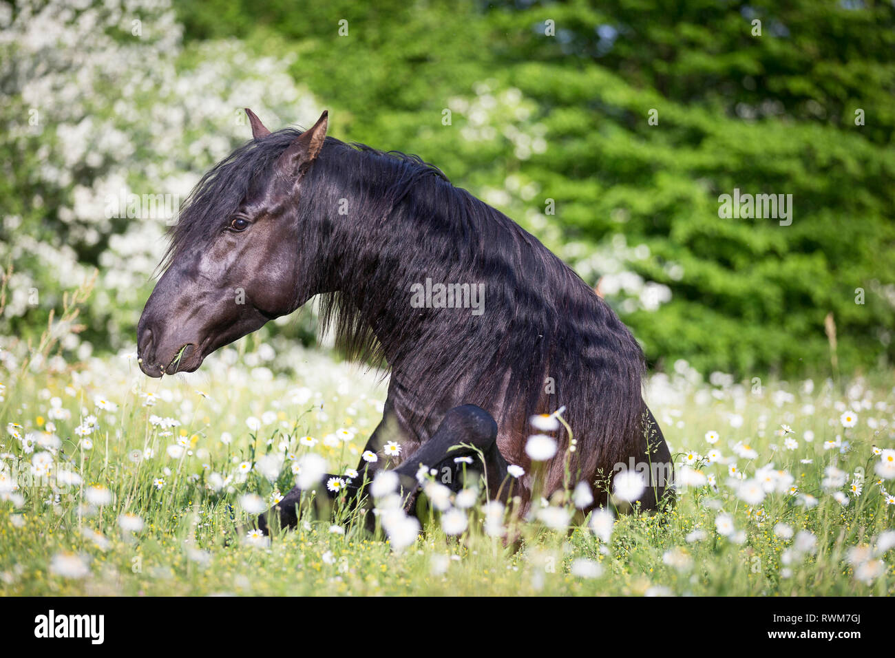Lusitano. Juvenile black stallion lying on a pasture in spring. Switzerland Stock Photo