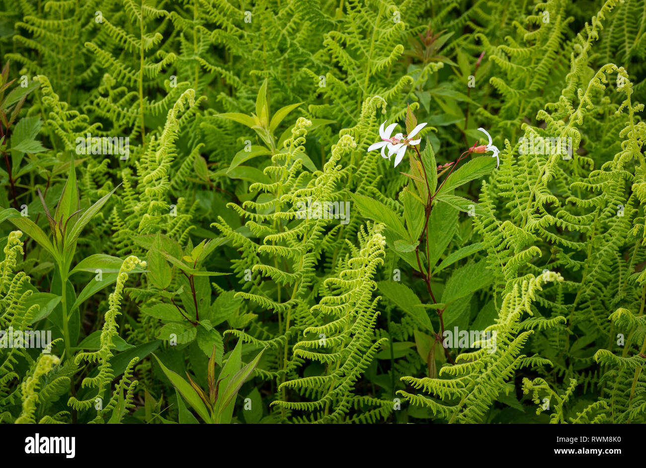 Bowman's root flowers blooming among hay-scented ferns in Big Meadows of Shenandoah National Park, Virginia. Stock Photo