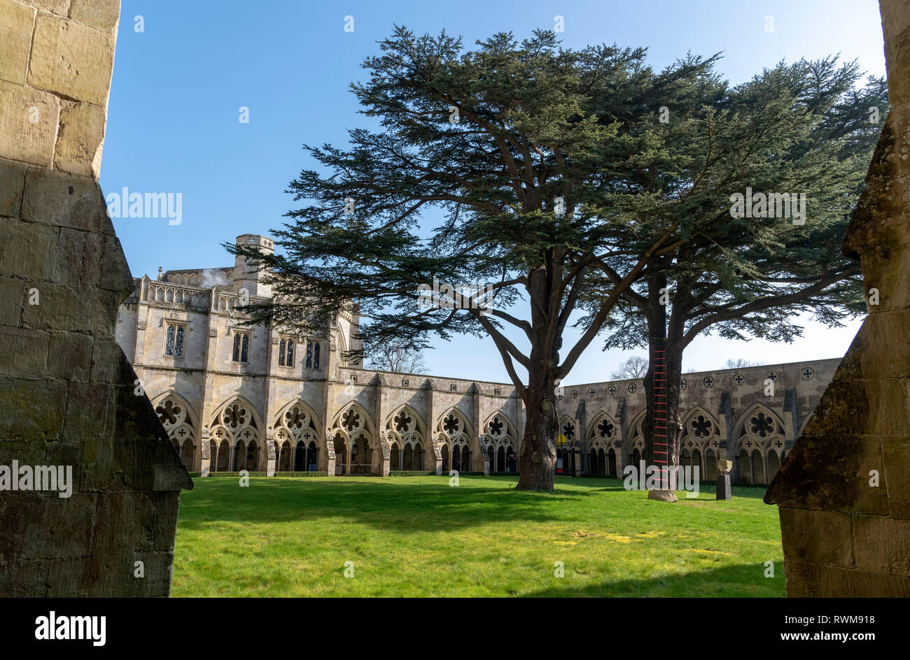 Salisbury, Wiltshire, England, UK. February 2019. Two large trees dwarf the Cloister Garth at Salisbury Cathedral. Stock Photo