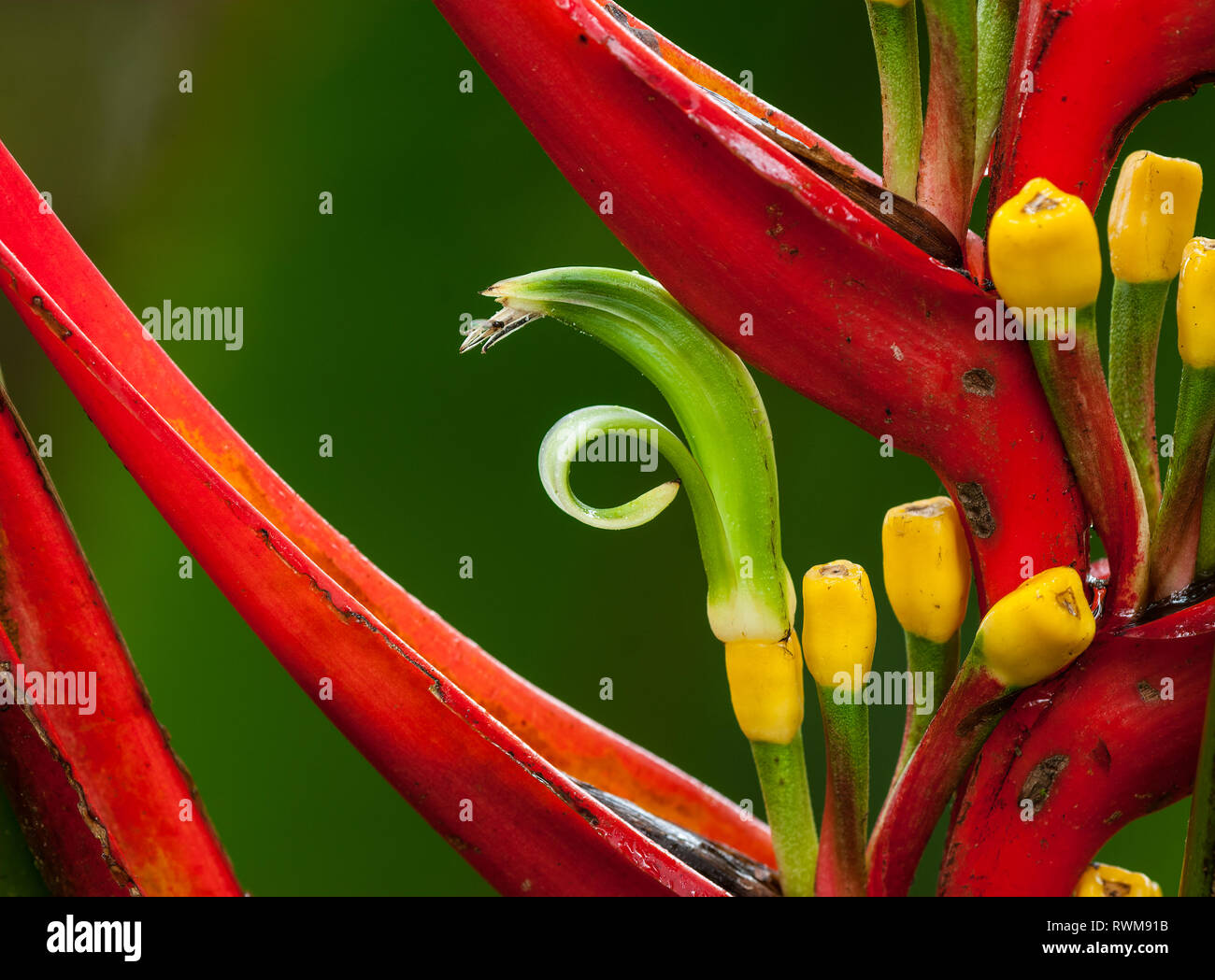Small fly on flower of Heliconia schumanniana, in the rainforest of Belize, Central America Stock Photo