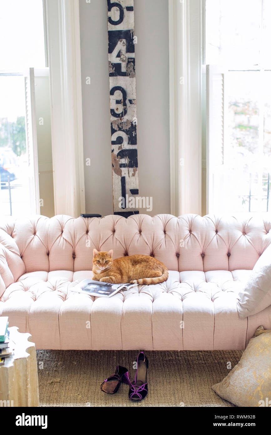 Ginger cat lying on stylish sofa, portrait Stock Photo