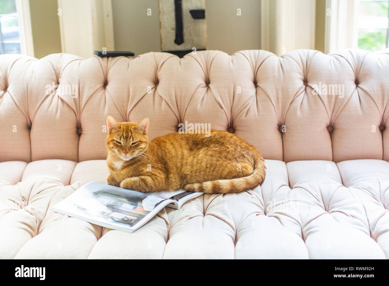 Ginger cat lying on stylish sofa Stock Photo