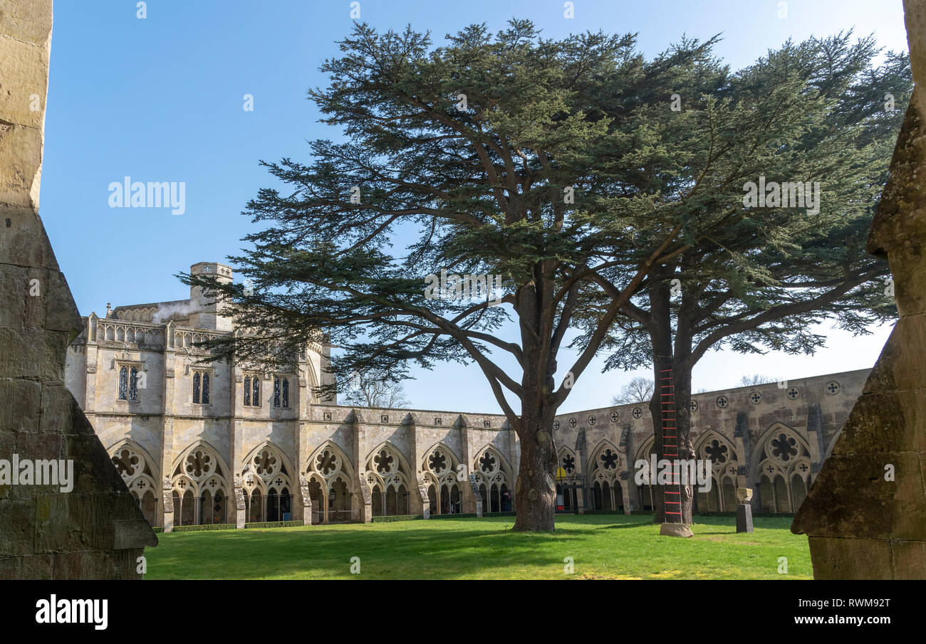 Salisbury, Wiltshire, England, UK. February 2019. Two large trees dwarf the Cloister Garth at Salisbury Cathedral. Stock Photo