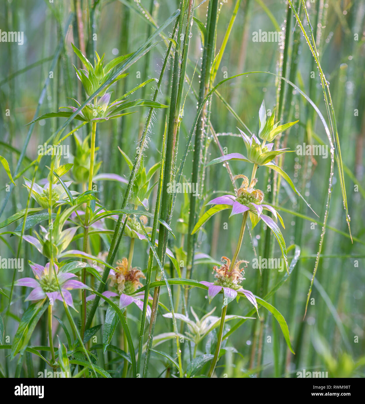 Spotted monarda (Monarda punctata) and native grasses in prairie garden in Central Vorginia. Stock Photo