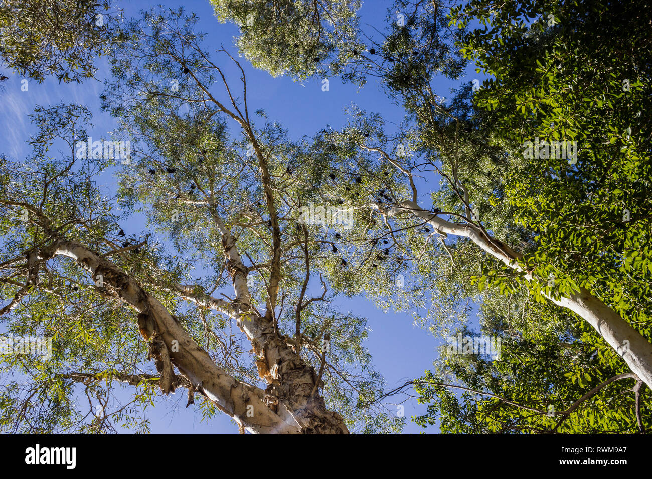 Black bats hanging upside down in trees in the Karijini National Park