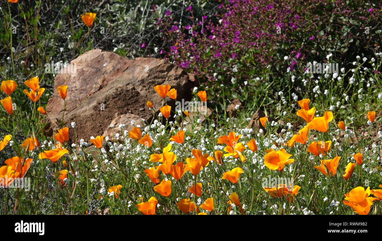 Springtime in the California desert - poppies and other wildflowers bloom next to a rock. Stock Photo