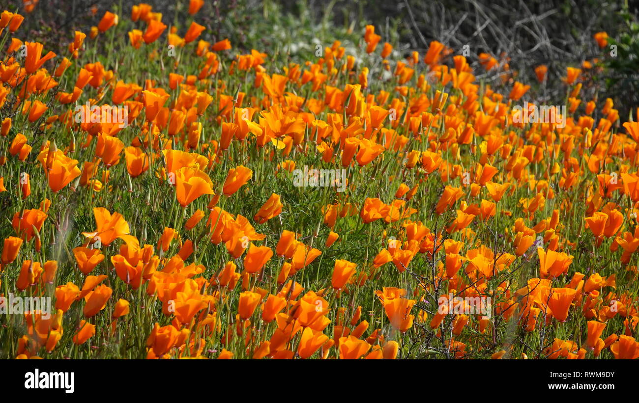 Bright orange bloom hires stock photography and images Alamy
