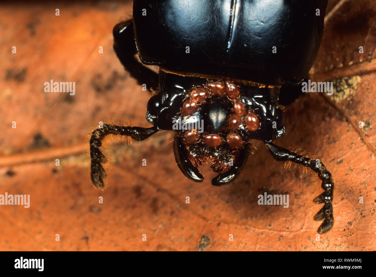 The patent-leather beetle or 'Bessbug' (Odontotaenius disjunctus) is a saproxylic beetle in the family Passalidae. The phoretic mites on its head use  Stock Photo