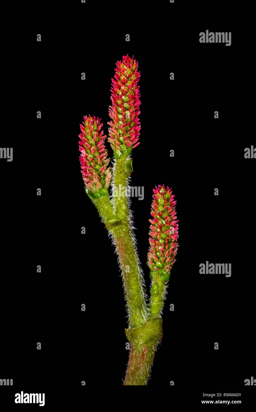 Developing cones of an Eastern Hemlock on a black background Stock Photo