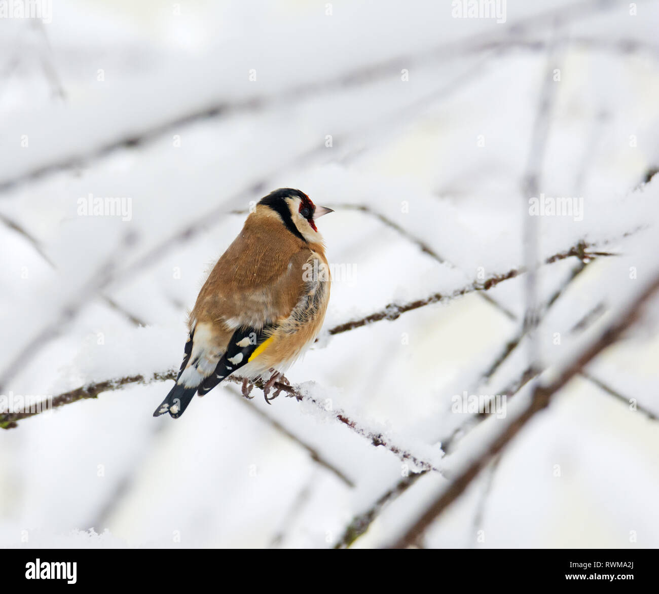 European goldfinch snow hi-res stock photography and images - Alamy